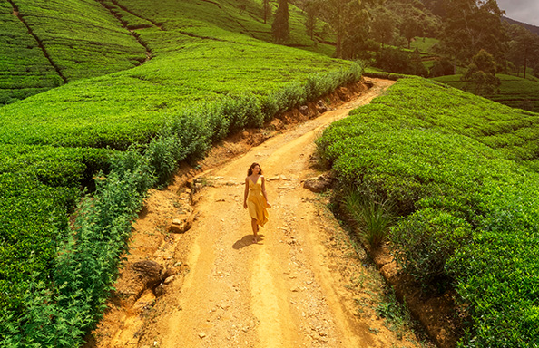 Dirt road through tea plantation in Sri Lanka