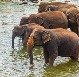 Sri Lankan beautiful scenery