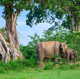 National parks- Minneriya, Kaudulla, Eco park