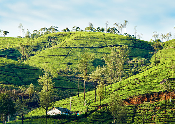 SRI LANKA TOUR PACKAGE 4 DAYS 6