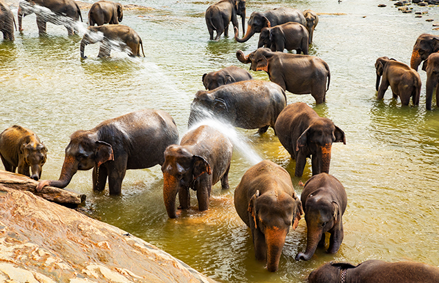 Elephants bathing in river