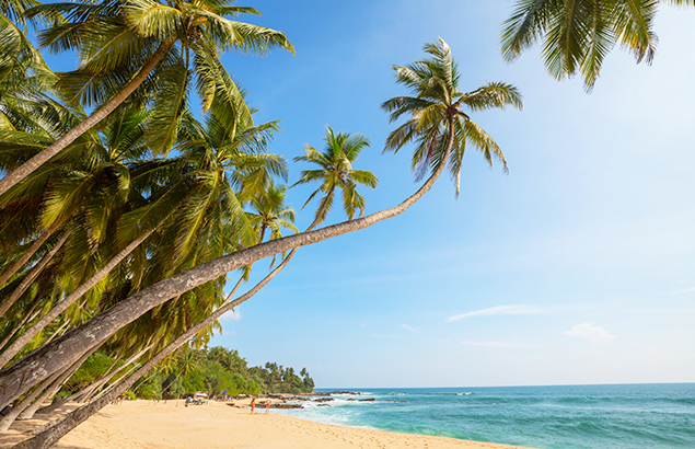 Coconut trees by the beach