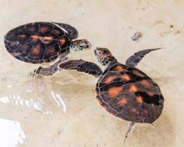 Baby turtles on the beach
