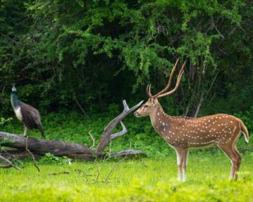 Deer in Sri Lankan forest